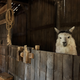 Won’t someone think of the alpacas?